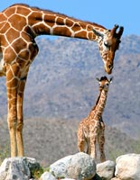 Living Desert